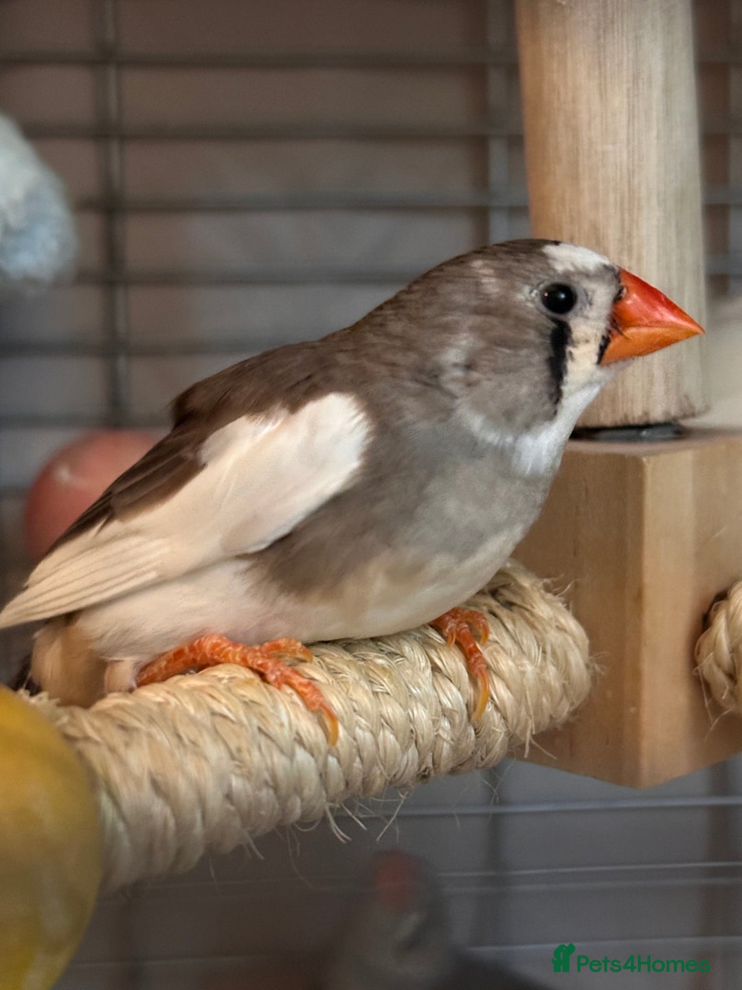 Finches birds for sale: Free to go for new home  - Advert 8