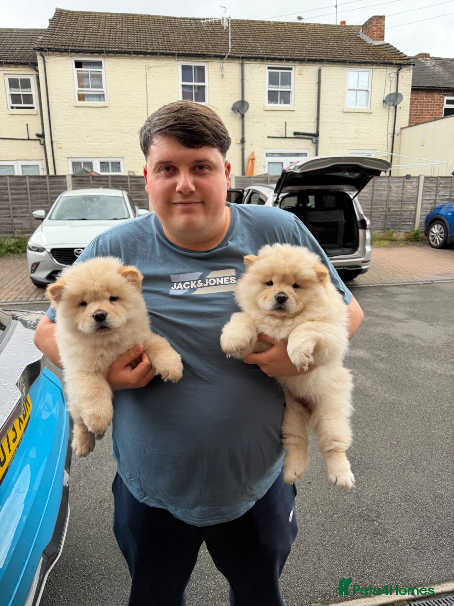 Chow Chow dogs Beautiful KC Registered Chow Chow Puppies  - Advert 2