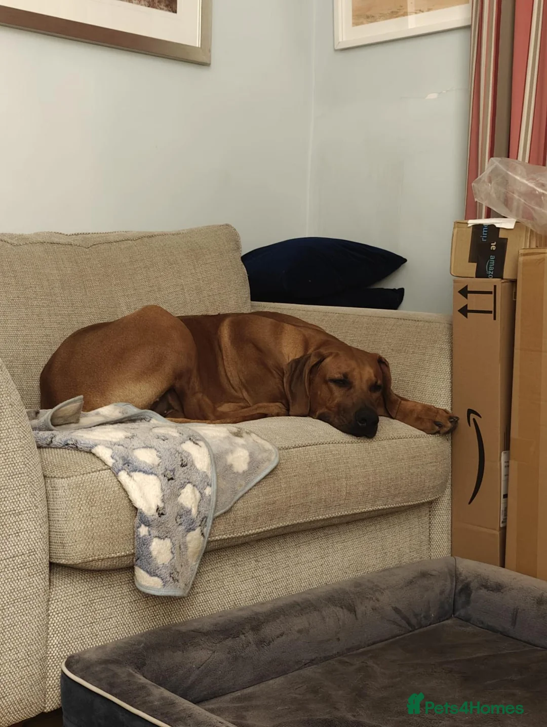 Rhodesian Ridgeback dogs for sale: Beautiful Boy 7 month Pure Breed  - Advert 2