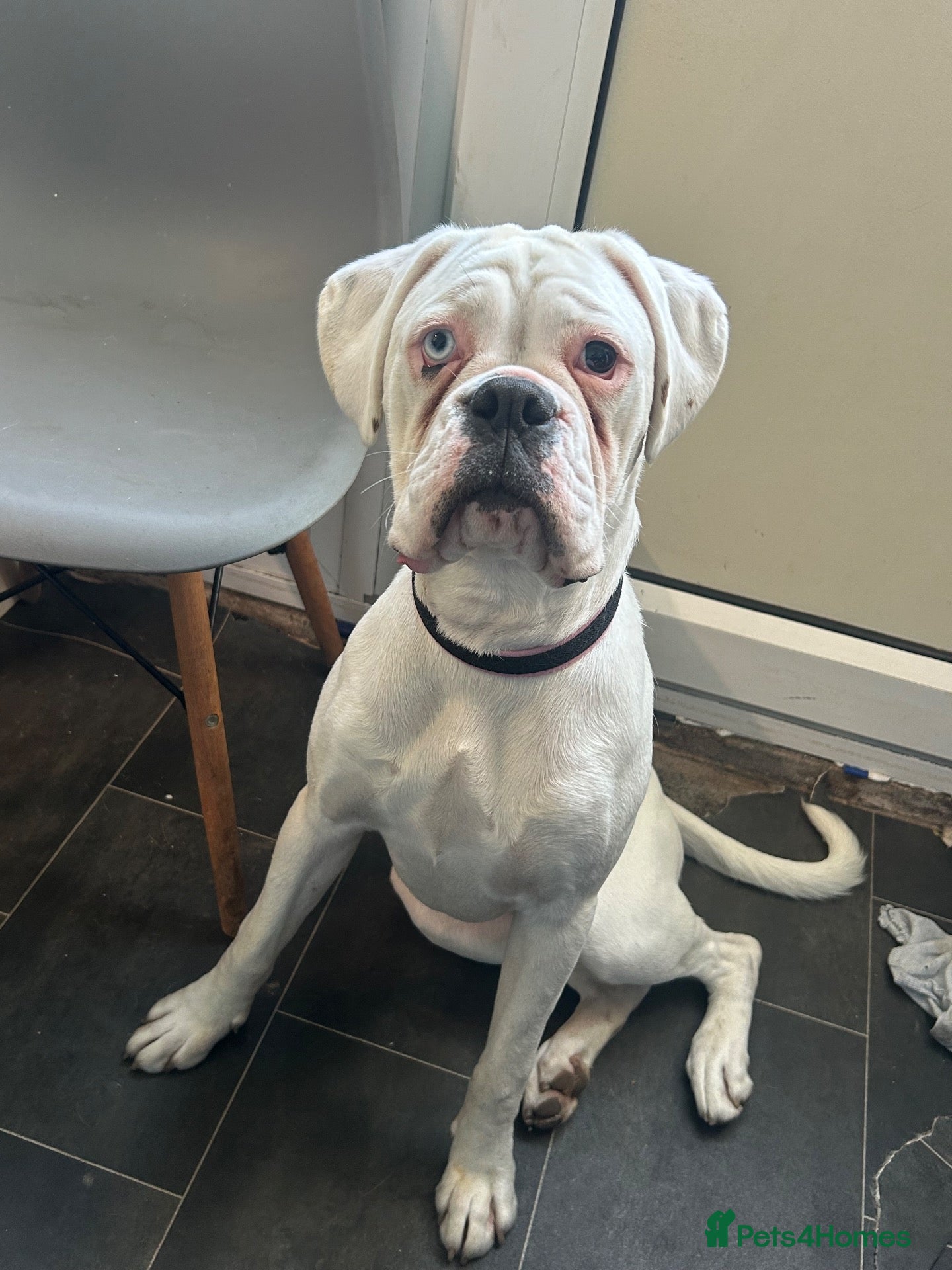 Boxer dogs Looking for her forever home  - Advert 7