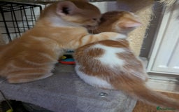 Mixed Breed cats for sale: 9 week old kittens - Image 10