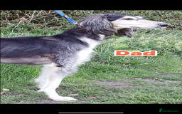 Saluki dogs for sale: KC registered saluki puppies (American bloodlines) - Image 11