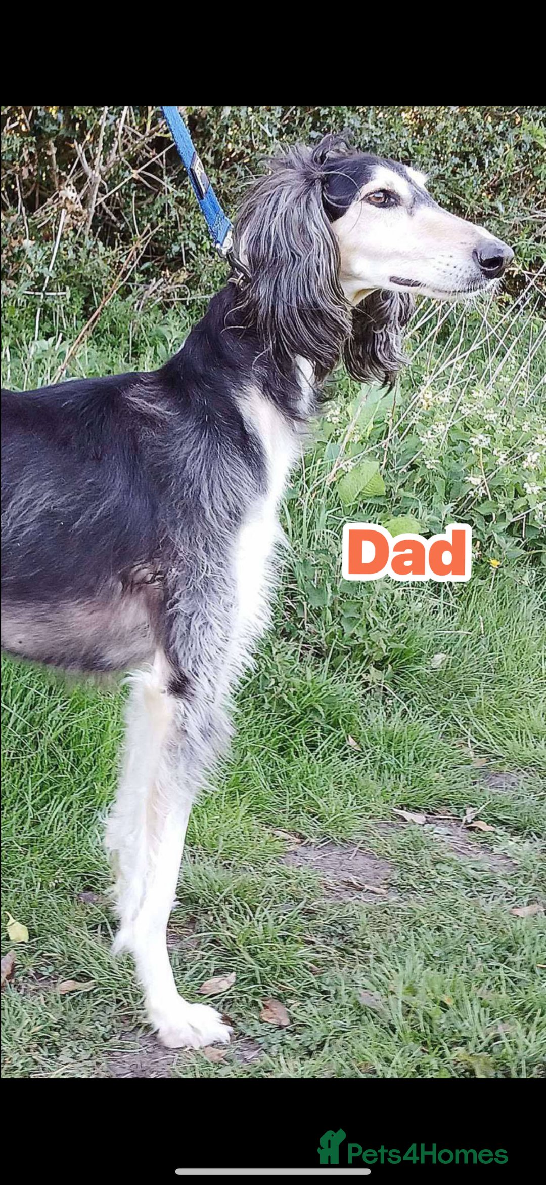 Saluki dogs for sale: KC registered saluki puppies (American bloodlines) - Image 11