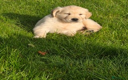 Mixed Breed dogs for sale: Stunning Golden Mountain pup's  - Advert 7