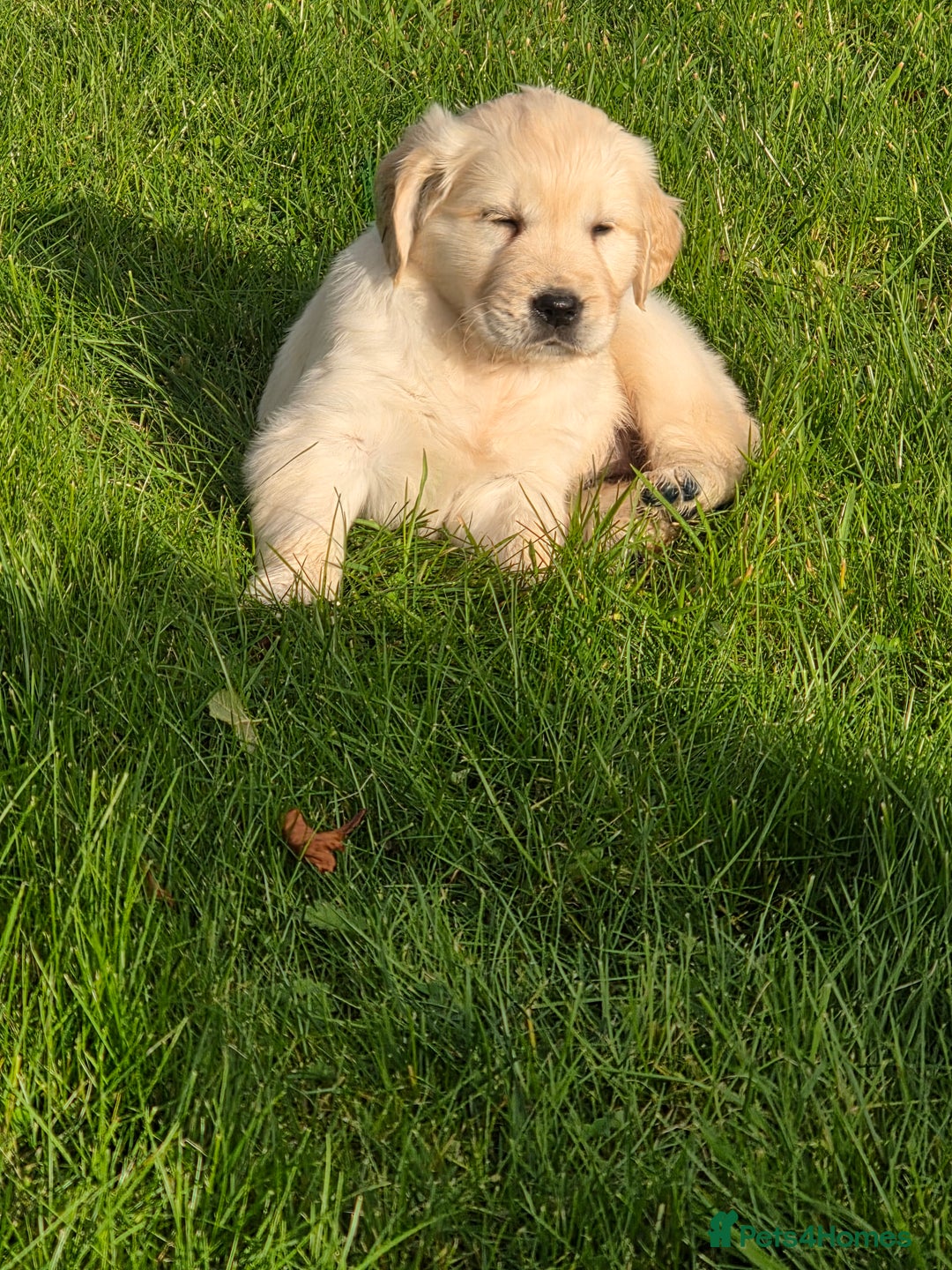 Mixed Breed dogs for sale: Stunning Golden Mountain pup's  - Advert 7