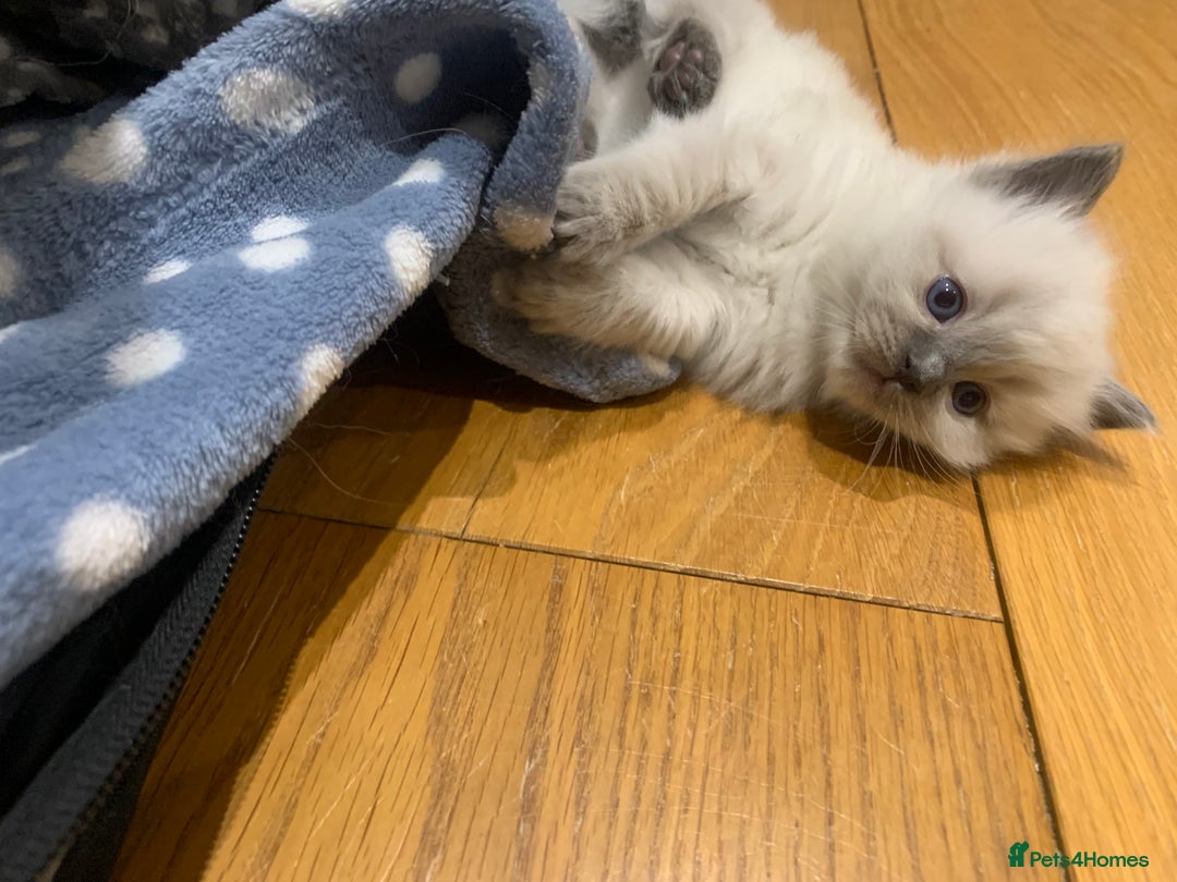 Ragdoll cats for sale: Beautiful Ragdoll kittens looking 4 loving home - Advert 12