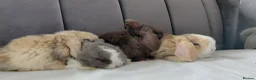 Mini Lop rabbits for sale: Gorgeous Baby Mini Lops for sale - Advert 3