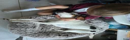 Mixed Breed dogs for adoption: Bonnie the perfect Nanny dog 2 yr old pointer X in Henlow - Advert 3