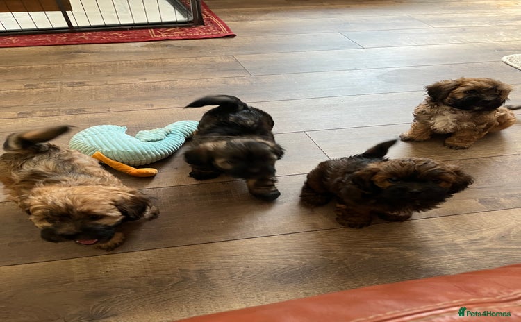 Shihpoo dogs - Advert 1