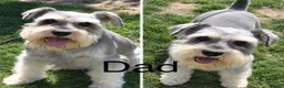 Miniature Schnauzer dogs for sale: KC miniature schnauzer Bva - Advert 5