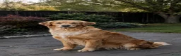 Golden Retriever dogs for sale: Extensively health tested kc reg golden retrievers - Advert 12