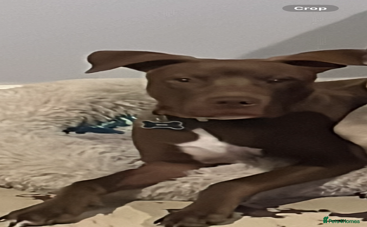 Mixed Breed dogs Staffy American bulldog mix puppy - Advert 7