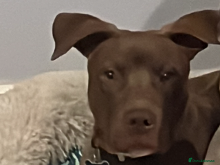 Mixed Breed dogs Staffy American bulldog mix puppy - Advert 1