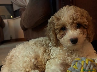 Cavapoochon dogs - Advert 2