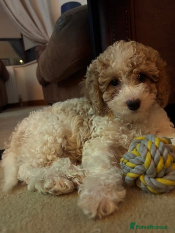 Cavapoochon dogs - Advert 1