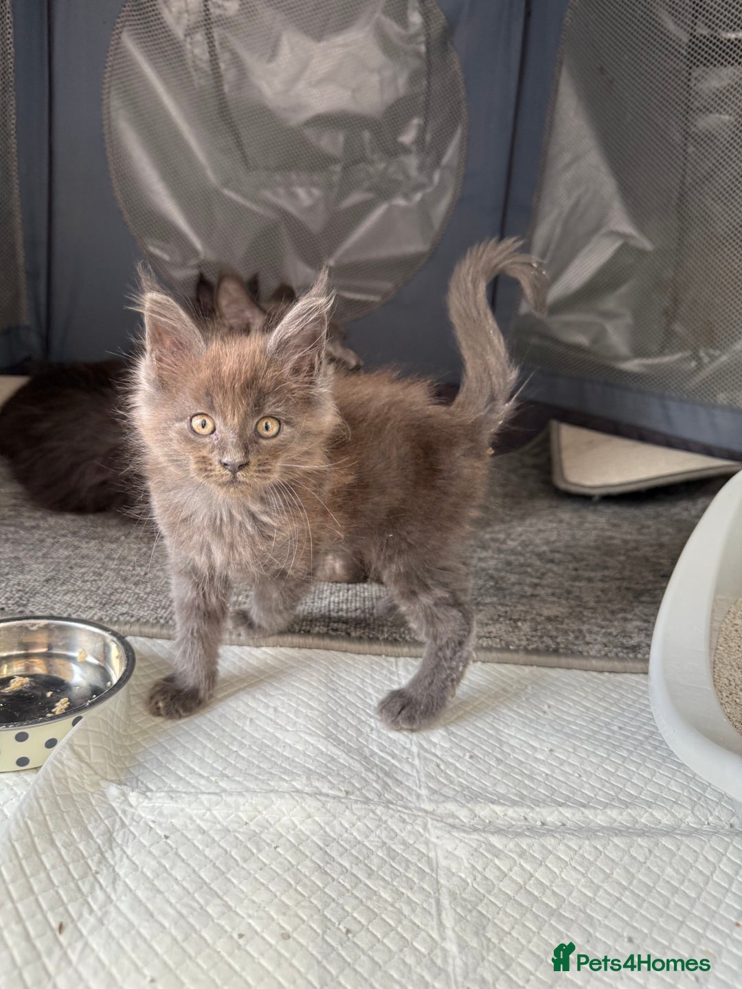 Maine Coon cats for sale: Beautiful TICA registered Maine coon kittens - Image 6