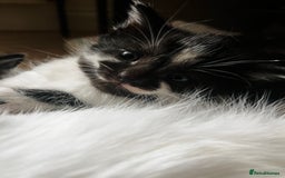 Domestic Shorthair cats for sale: 5 adorable mixed kittens, Russian Blue & Shorthair - Advert 12