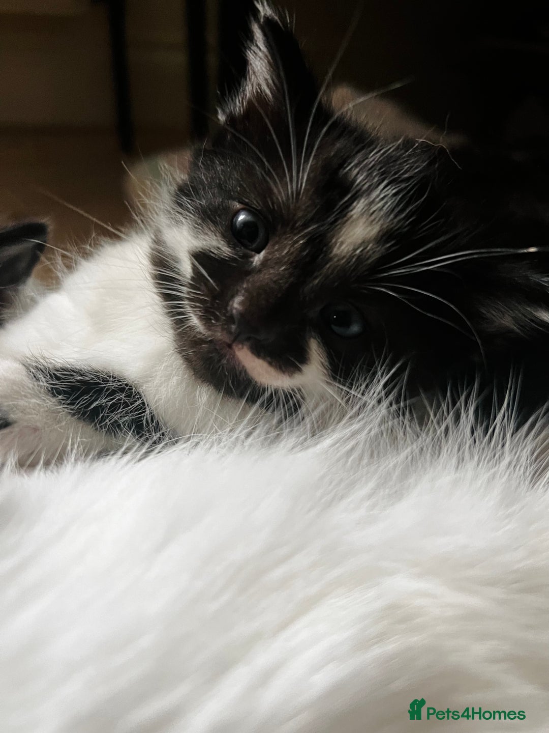 Domestic Shorthair cats for sale: 5 adorable mixed kittens, Russian Blue & Shorthair - Advert 12