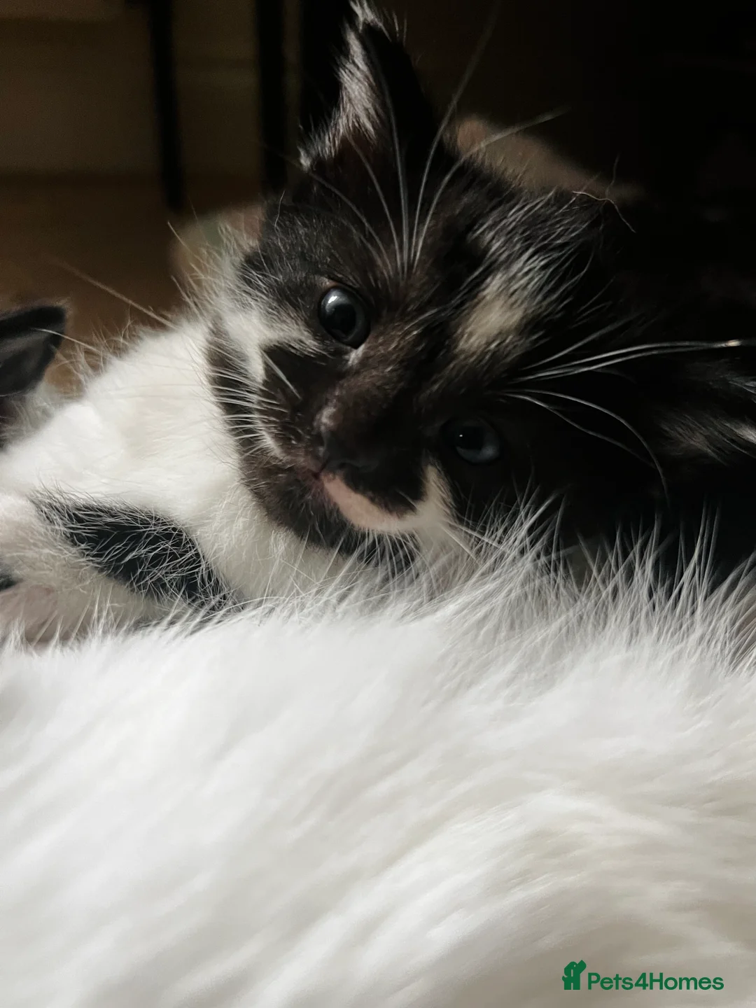 Domestic Shorthair cats for sale: Adorable Russian Blue & Domestic Shorthair - Advert 10