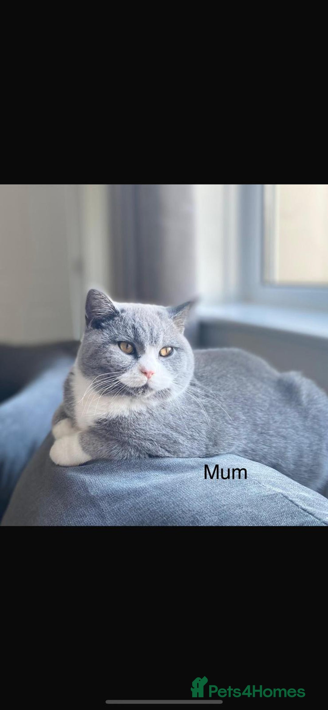 British Shorthair cats for sale: Stunning retired queen for sale - Advert 2