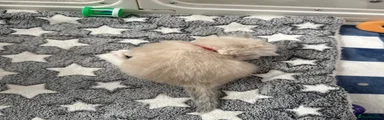 Ragdoll 4 pink collar 