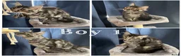 Maine Coon cats for sale: TICA EXCEPTIONAL GIANT & GENTLE MAINE COON KITTENS in Greenford - Advert 16