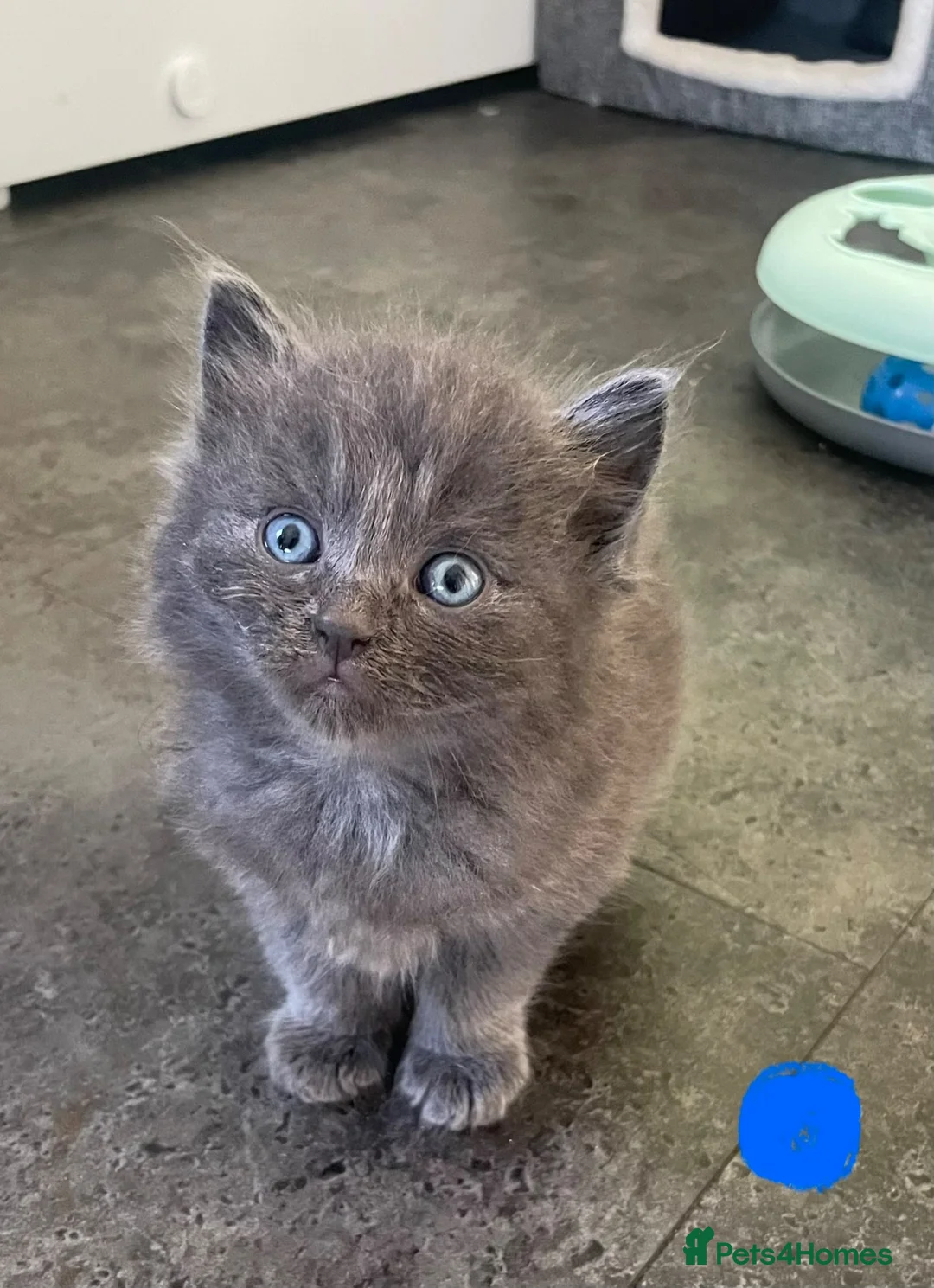 Mixed Breed cats for sale: Half ragdoll kittens - Advert 7