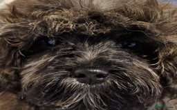 Maltipoo dogs for sale: Beautiful MALTIPOO Puppies - Reduced! - Image 5