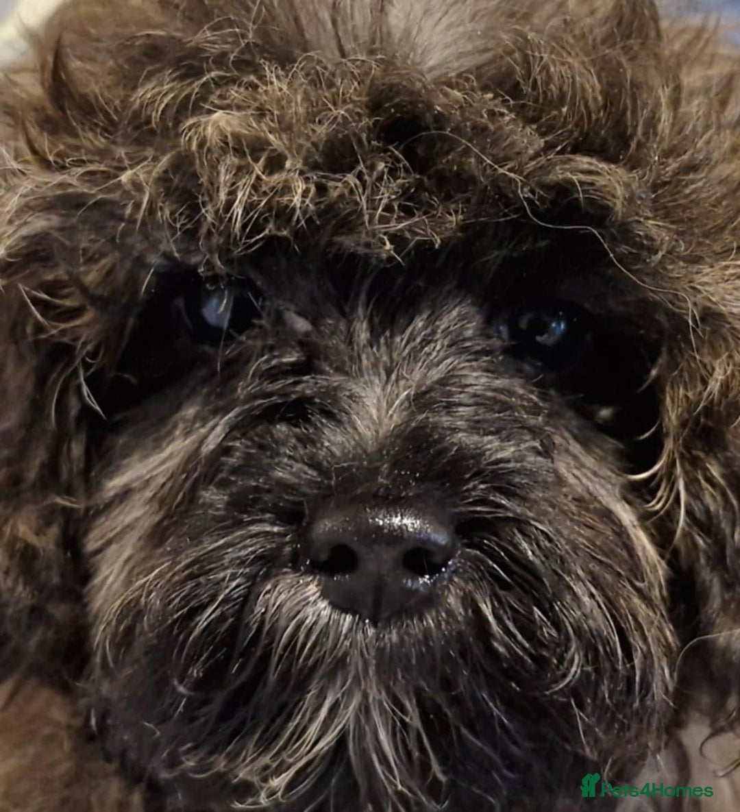 Maltipoo dogs for sale: Beautiful MALTIPOO Puppies - Reduced! - Image 5