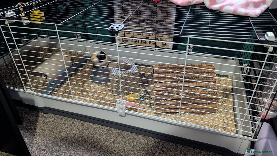Guinea Pig rodents for sale: 3 female Guinea Pigs **must go together** - Image 4