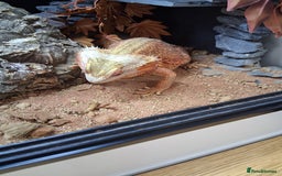 Bearded Dragon reptiles for sale: Bearded dragon plus vivarium  - Image 9