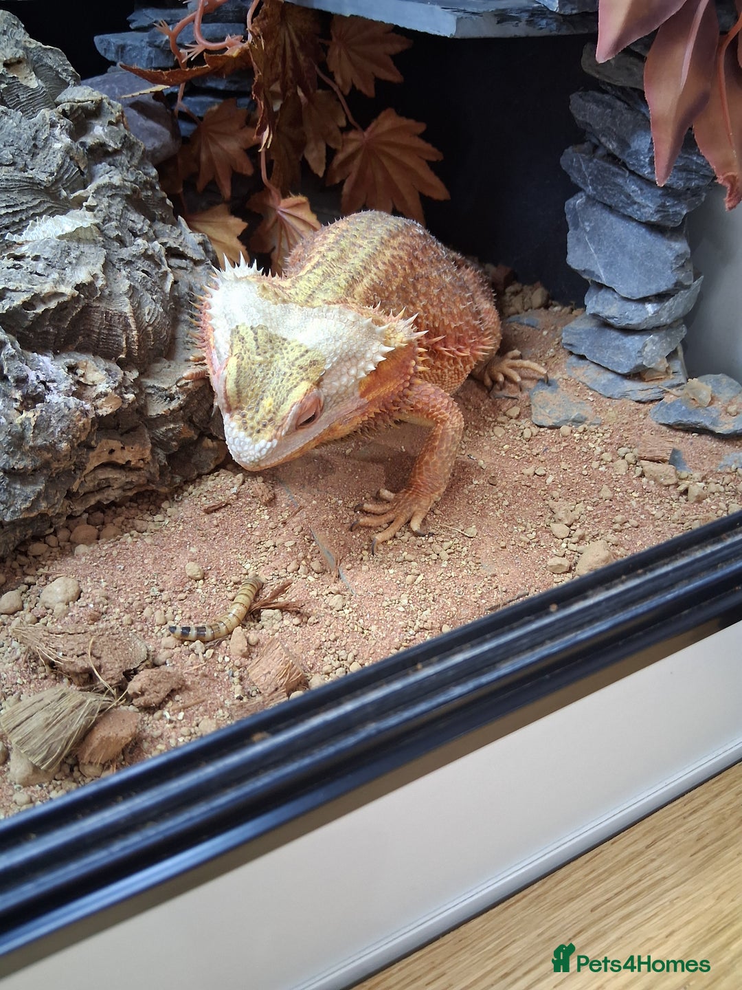 Bearded Dragon reptiles for sale: Bearded dragon plus vivarium  - Image 9