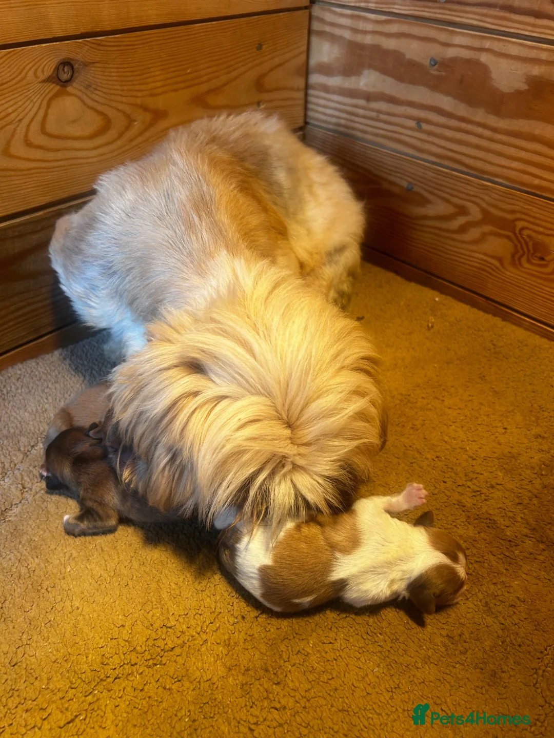 Shih Tzu dogs for sale: Imperial Shih Tzu puppies - Advert 2