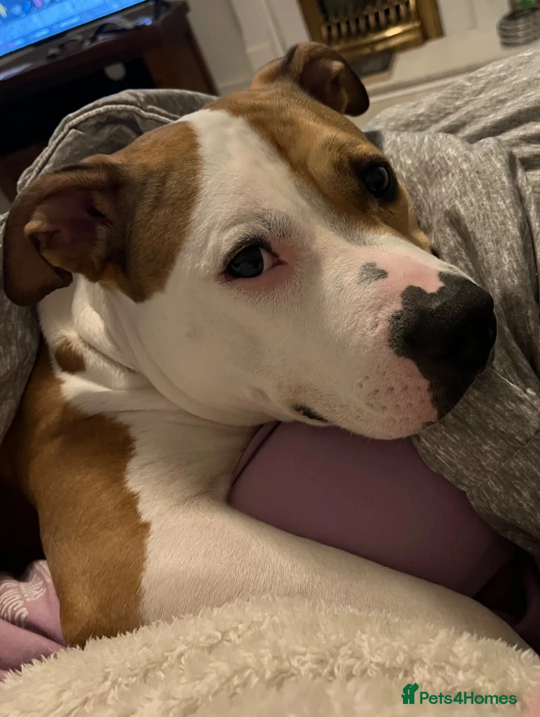 Staffordshire Bull Terrier dogs for sale: American Staffordshire bull terrier puppies - Advert 11