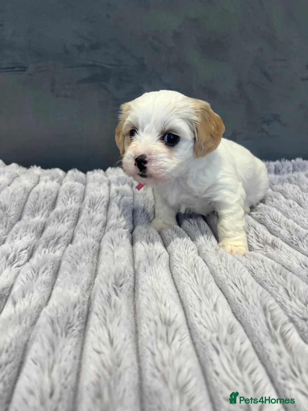 Cavachon dogs for sale: 🐶 Adorable Cavachon Puppies for Sale! 🐾 - Advert 20