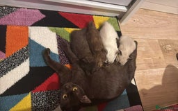 British Shorthair cats for sale: 2 beautiful BritishShorthair Colourpointed❤️‍🔥💝  - Image 18