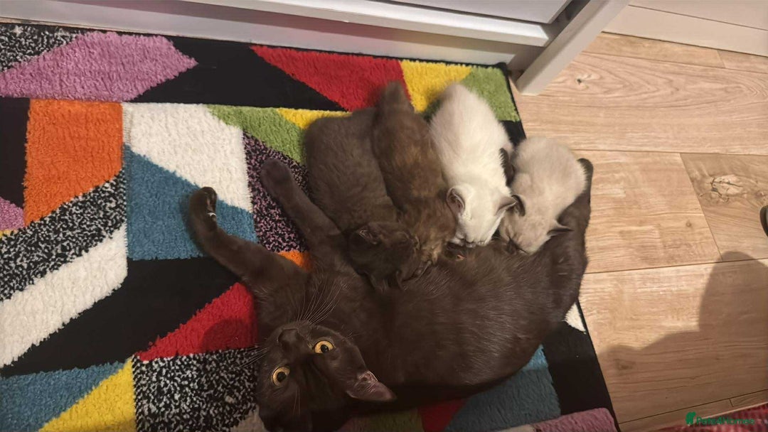 British Shorthair cats for sale: 2 beautiful BritishShorthair Colourpointed❤️‍🔥💝  - Image 18