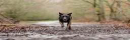 Belgian Shepherd Dog dogs for sale: FCI Female Family Protection Dog for Sale  - Advert 11
