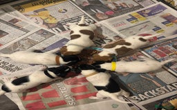 Jack Russell dogs for sale: Jack Russell puppies  - Image 2