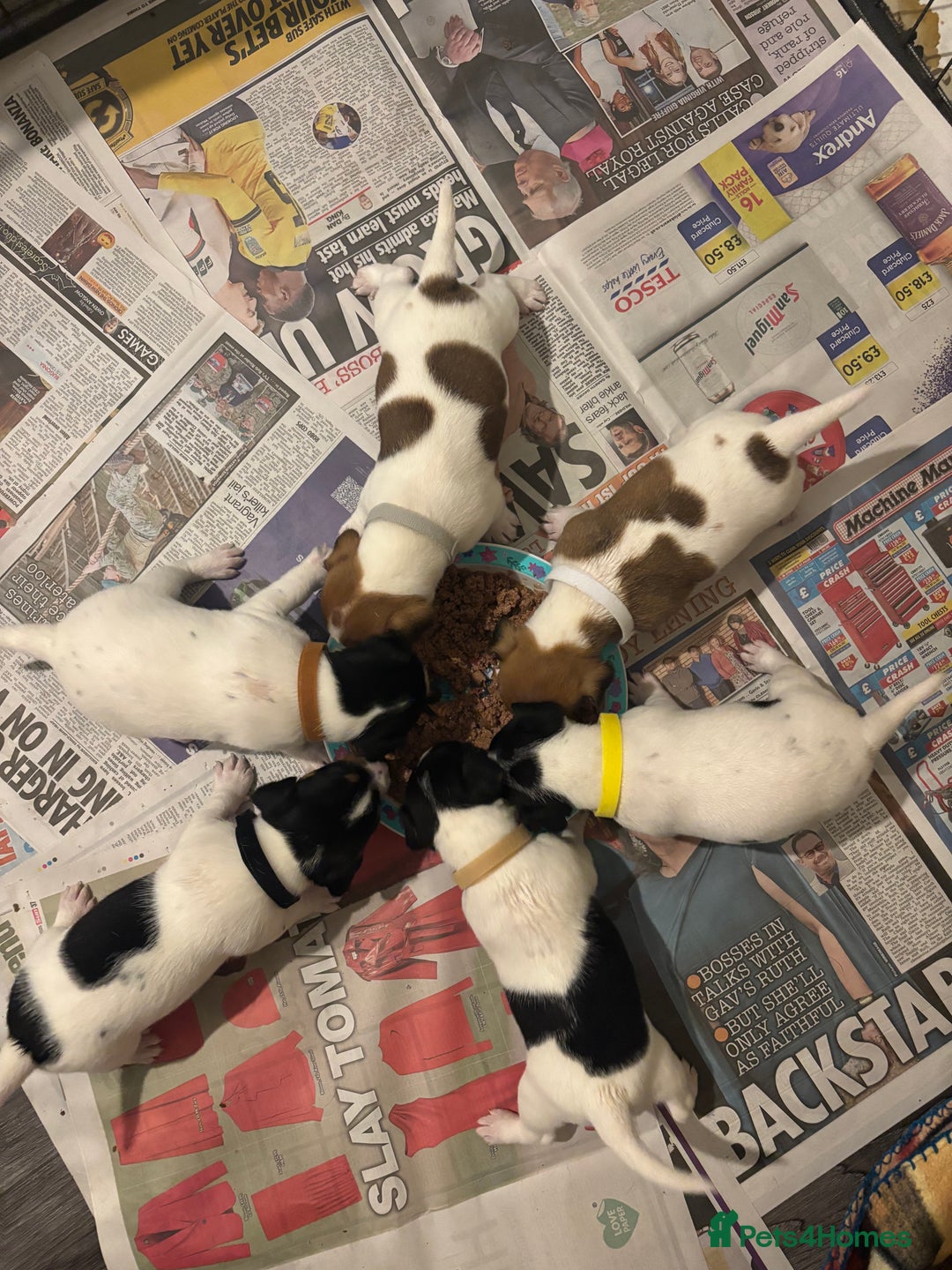 Jack Russell dogs for sale: Jack Russell puppies  - Image 2