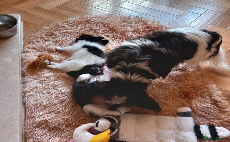 Papillon dogs 2 Stunning examples of this beautiful breed❤️💙  - Advert 11