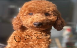 Poochon dogs for sale: Beautiful poochon puppies - Image 10