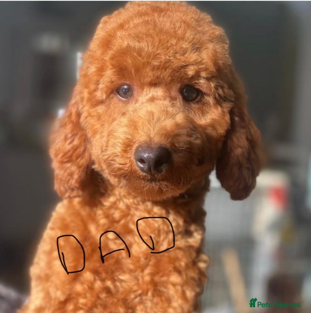 Poochon dogs for sale: Beautiful poochon puppies - Image 10