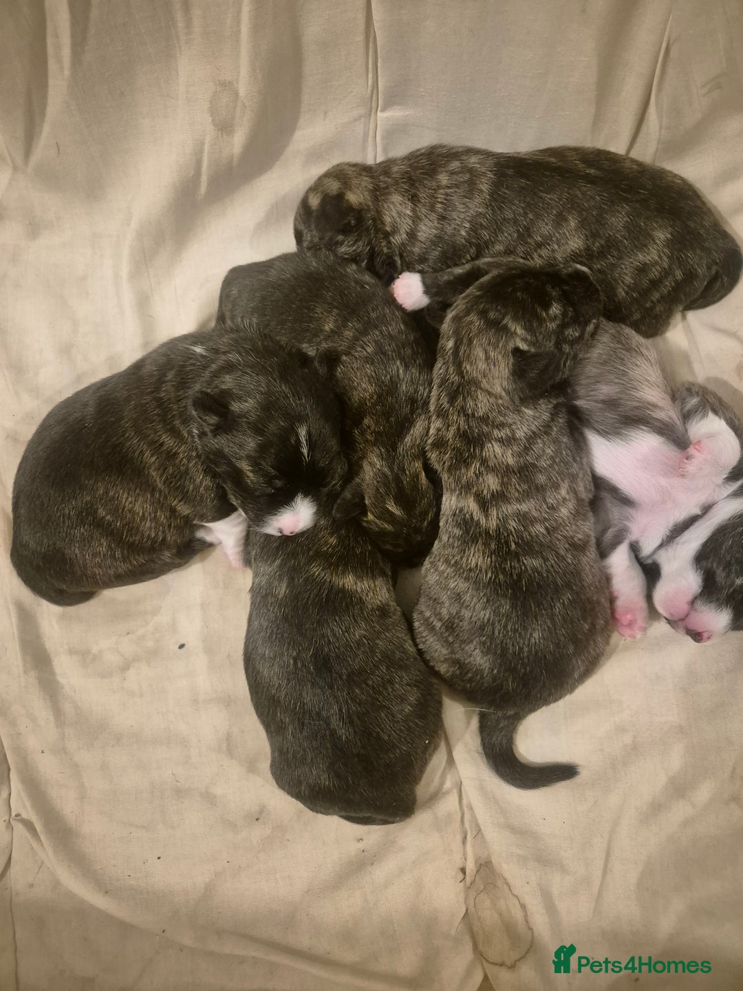 Mixed Breed dogs for sale: Beautiful westie x jack russell puppies  - Advert 2