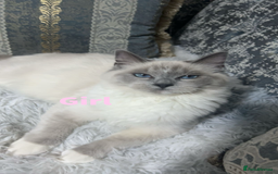 Ragdoll cats for sale: Pure Ragdoll Cats (DESCRIPTION)  - Image 1