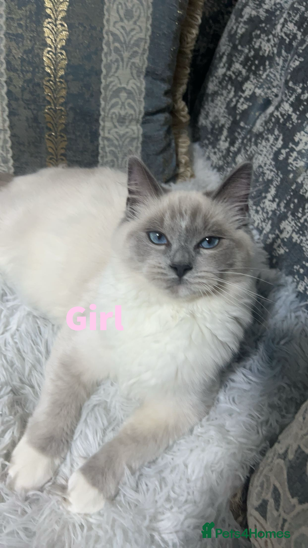 Ragdoll cats for sale: Pure Ragdoll Cats (DESCRIPTION)  - Image 1