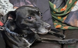 English Springer Spaniel dogs for adoption: DAISEY THE SPRINGER & WINNIE THE LABRADOR X PARSON - Image 3