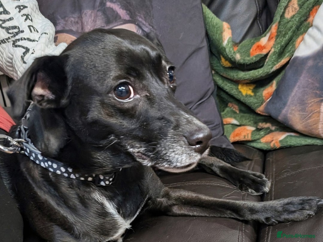 English Springer Spaniel dogs for adoption: DAISEY THE SPRINGER & WINNIE THE LABRADOR X PARSON - Image 3