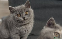 British Shorthair cats for sale: LAST BRITISH SHORTHAIR BLUE - GCCF REGISTERED  - Image 7