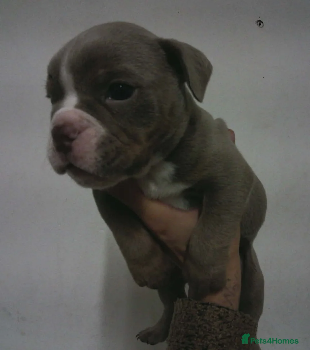 English Bulldog dogs for sale: New English bulldog puppies in Milton Keynes - Advert 2